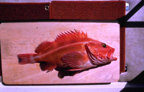 Yellow Rockfish photo