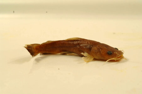 Pylodictis olivaris-3