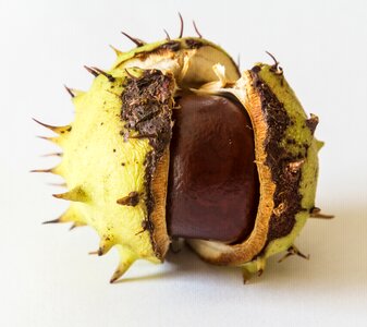 Fruits brown prickly