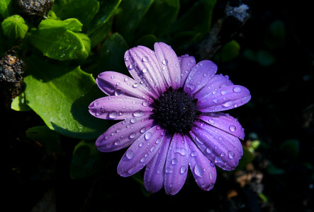 Rain Flower Drops photo
