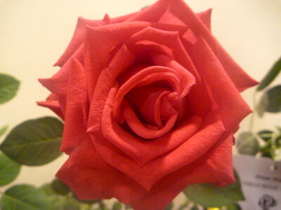 Nice Rose photo
