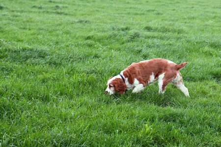 Dog domestic field photo