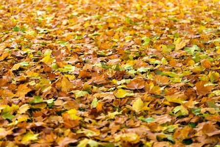 Background fall leaves nature photo