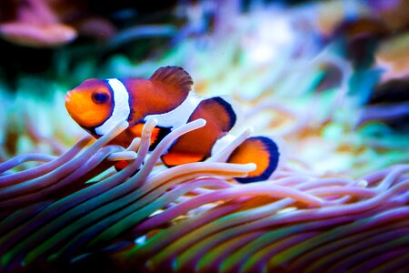 Clownfish sea reef photo