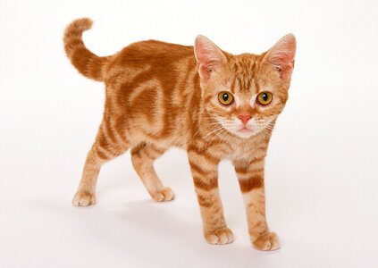 Cat isolate on white Background photo