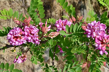 Acacia ecology flowering photo