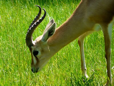 Horned africa savannah