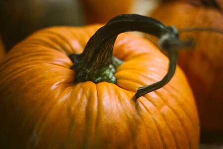 Fall autumn orange