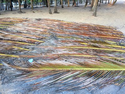 Landscape beach coconut trees photo