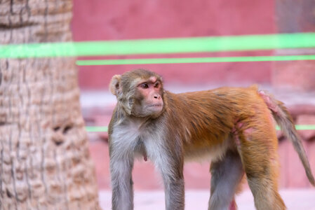 Rhesus Macaque at Red Fort, India photo