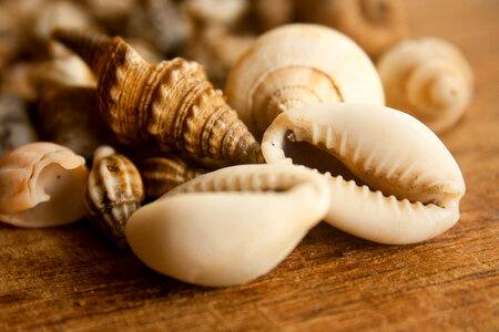 Sea Shells Variety photo