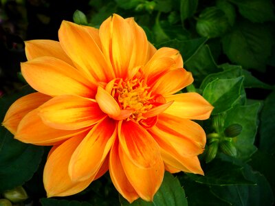 Natural blossom bloom