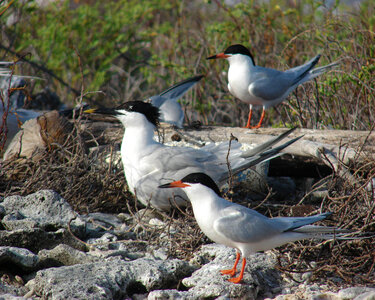 Caribbean roseate and sandwich terns photo