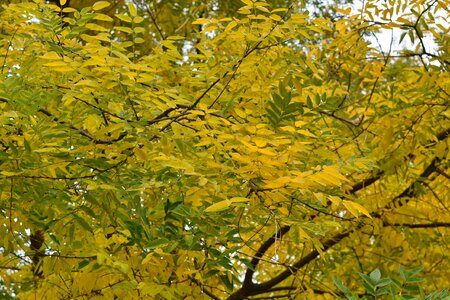 Leaf plant flora photo