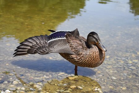 Animal beak beautiful photo photo