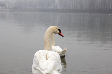 Swan fog waterdrop photo