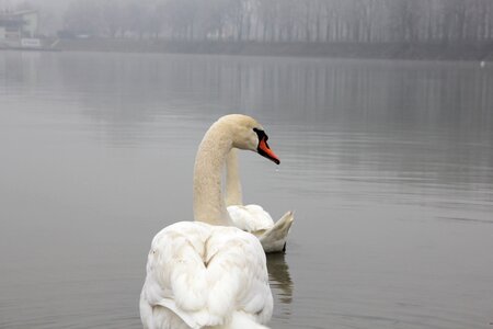 Swan fog waterdrop