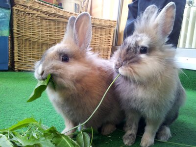 Eat nager dwarf rabbit photo