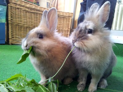 Eat nager dwarf rabbit