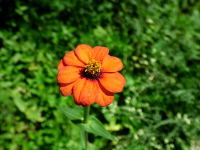 Orange daisy orange wild flower mountain daisy