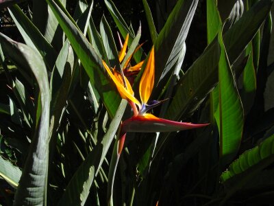 Garden leaves exotic