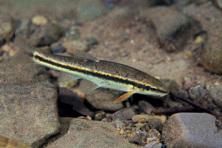  Eastern blacknose dace