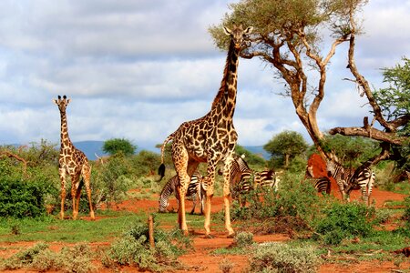 Africa animals beautiful photo