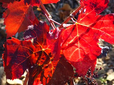 Priorat red backlight
