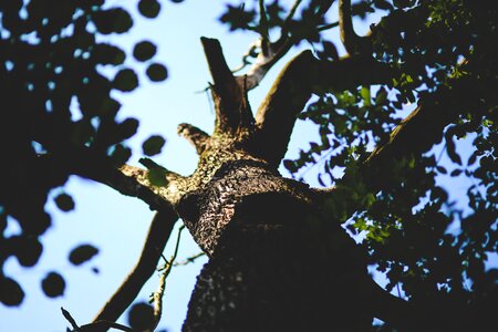 Sick dead nature