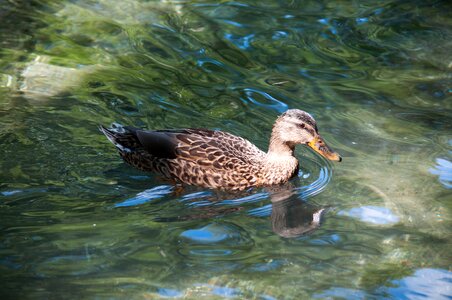 Animals mallard beak photo