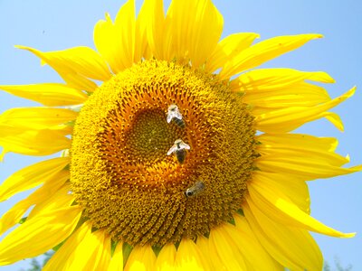 Sunflower yellow bees pollination