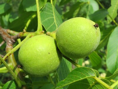 Common walnut nut fruit