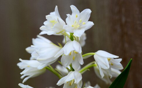 Scilla hyacinthoides hispanica hyacinth wild