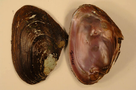 Potamilus alatus