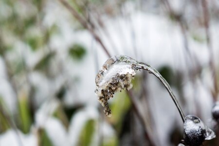 Winter cold frost photo