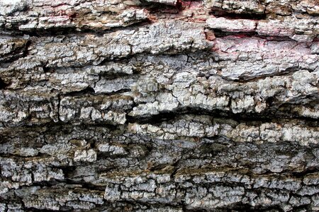 Cortex tree 