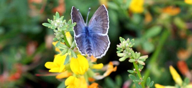 Blue bug butterfly