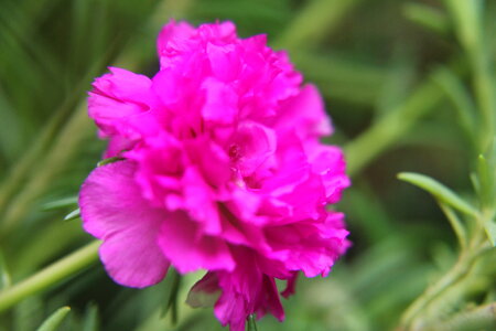 Carnation Flowers Pink photo