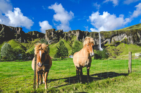 Icelandic Horses with waterfall in the background