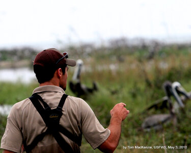 Drew Wirwa, USFWS employee counts brown pelican nests at Breton National Wildlife Refuge