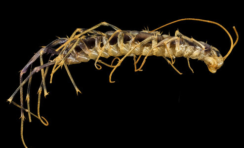 Close up of House Centipede photo