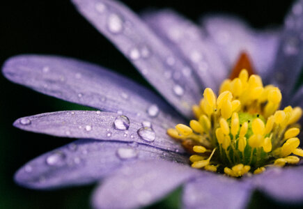 Wet Violet Flower with Yellow Anthers Closeup photo