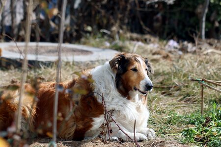 Animal dog shepherd