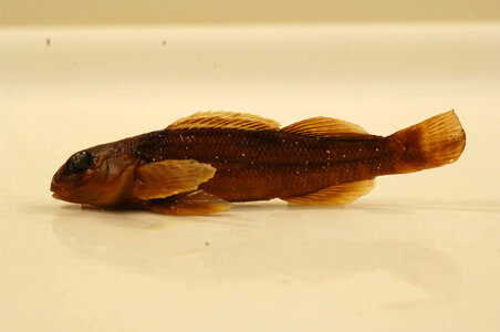 Etheostoma variatum-1