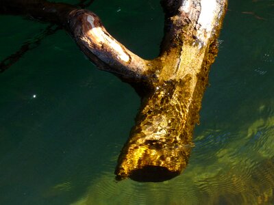 Water driftwood drift wood photo