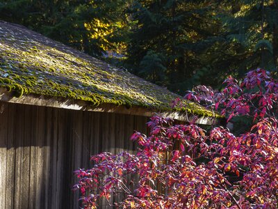 Moss covered roof ancient