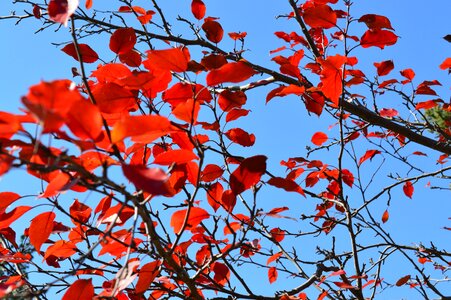 Fall blue sky photo