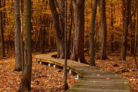 Boardwalk through the forest in Quebec, Canada photo