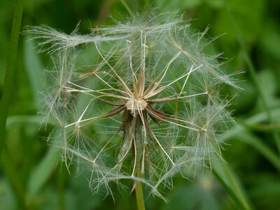 Tragopogon pratensis flower composites