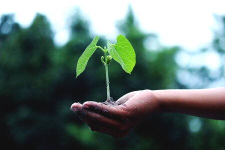 Plant Grow Hand photo